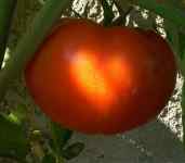 Tomate