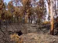 Les restes d'un incendie au Portugal.